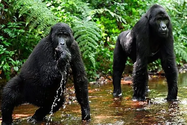 kenya uganda primates safari price