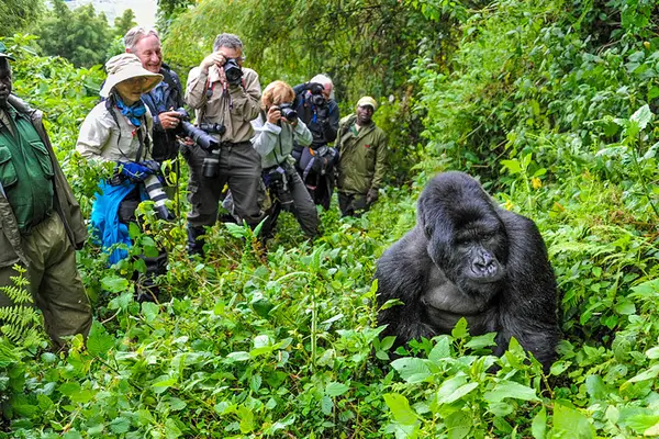 uganda gorilla trip