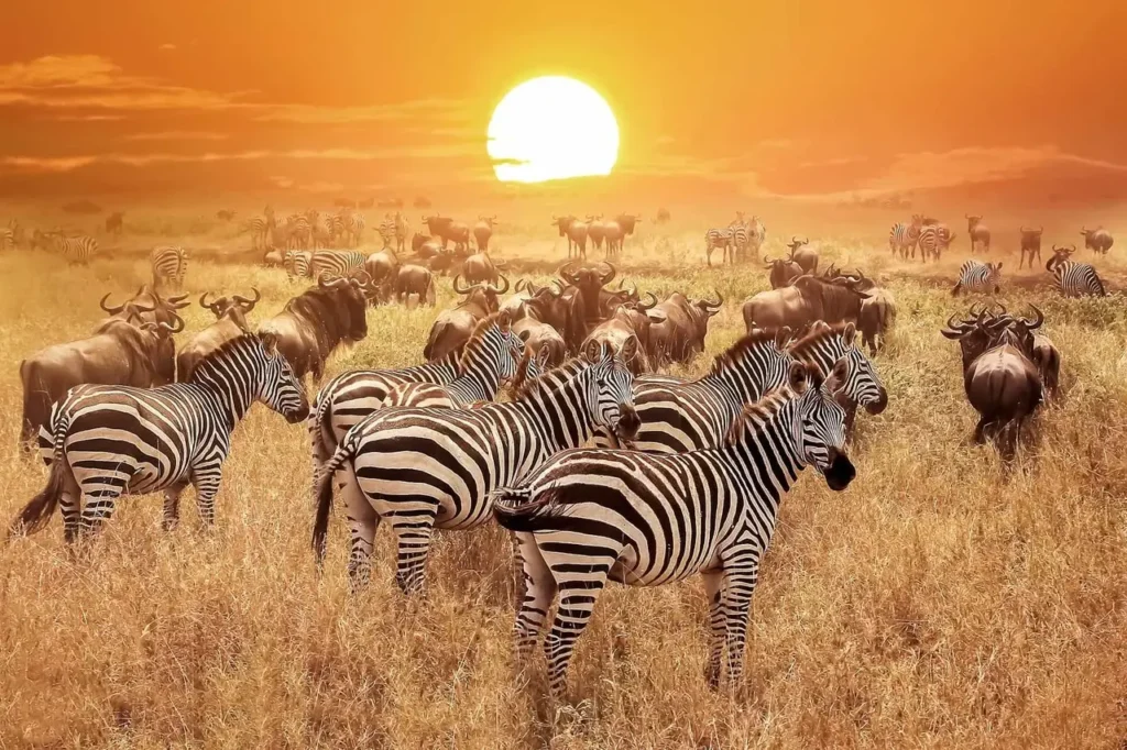 serengeti and gorillas