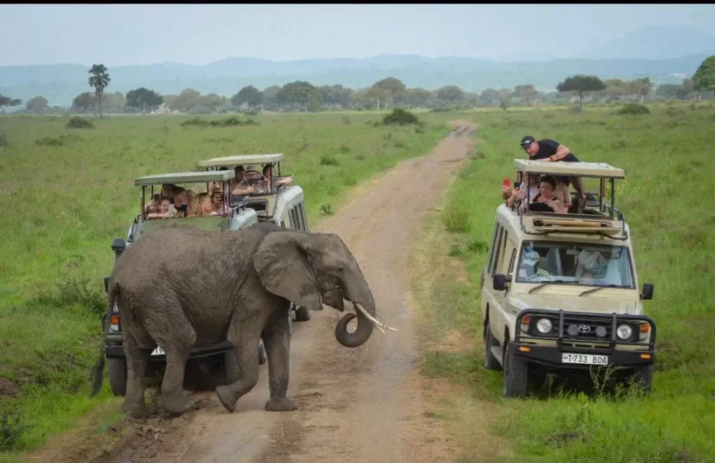 tanzania safari with gorilla