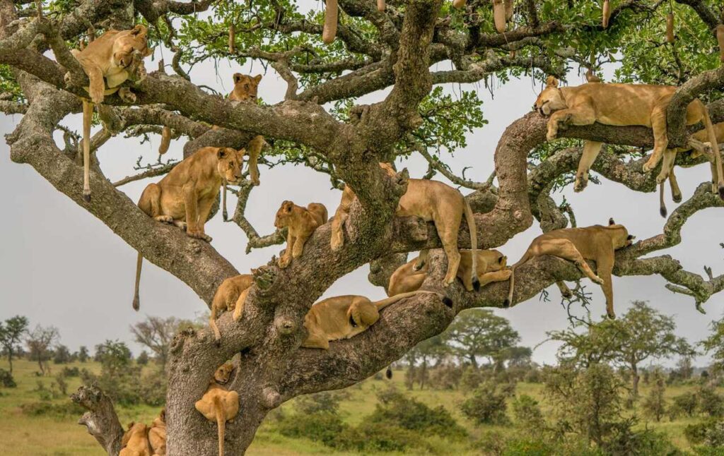 serengeti and uganda tour