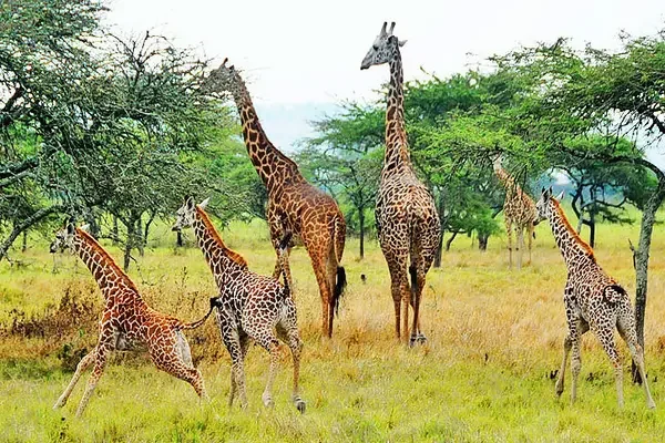 3-Day Akagera National Park Weekend Safari