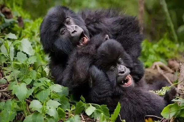 3-Days-Rwanda-Gorilla-trekking-Safari