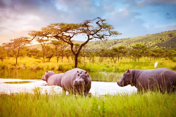 Akagera-National-Park-safari-Rwanda