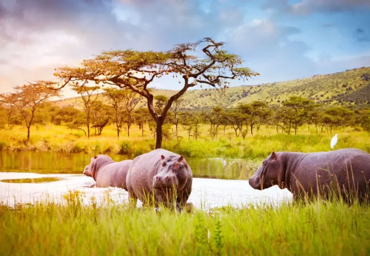 Akagera-National-Park-safari-Rwanda