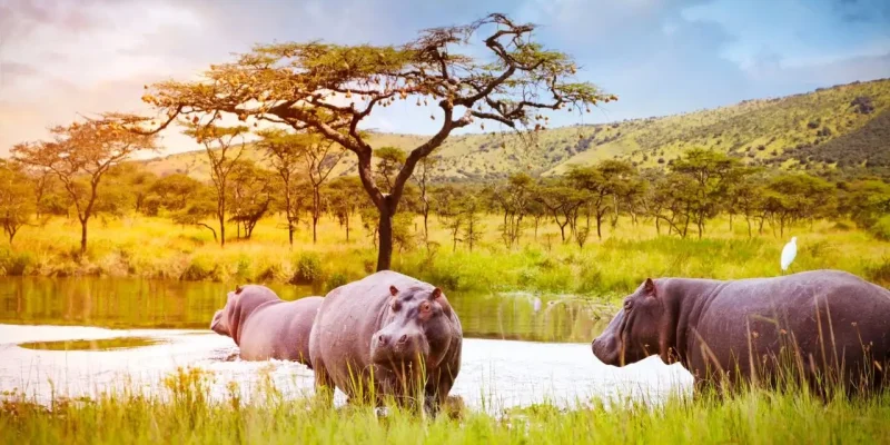 Akagera-National-Park-safari-Rwanda