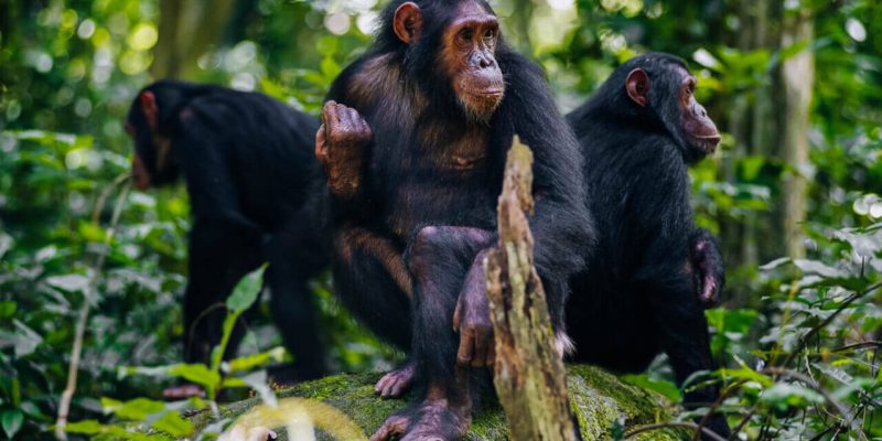 Chimpanzee-trekking-in-Gombe-and-Mahale-Mountains