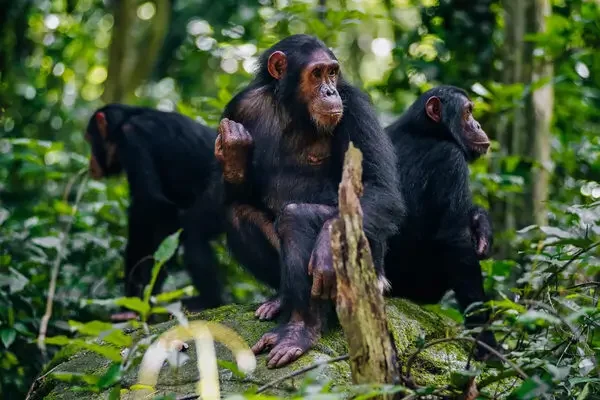 Chimpanzee-trekking-in-uganda