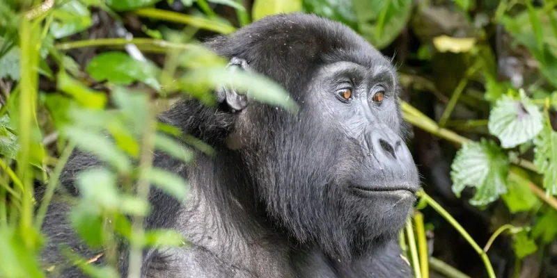 Days-Rwanda-Gorilla-Safari
