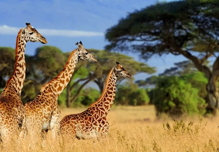 Exploring Tarangire National Park