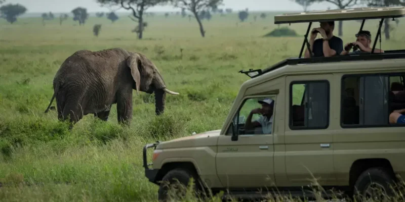 Game-drives-In-Tarangire-Park-Tanzania