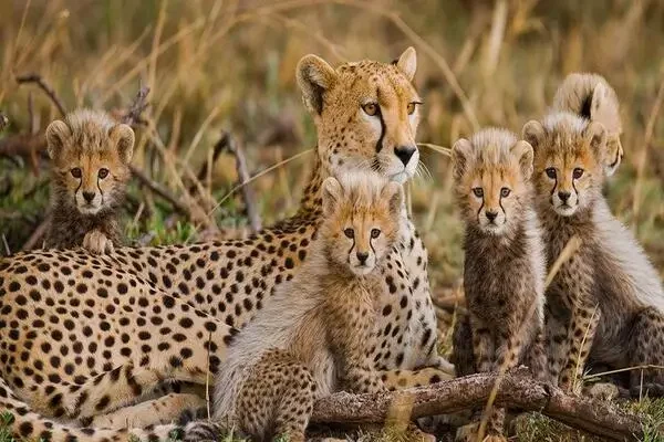 Grand East Africa Safari