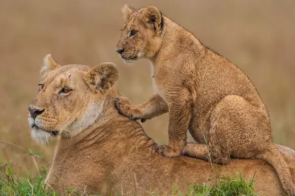 Kenya-Tanzania-tours