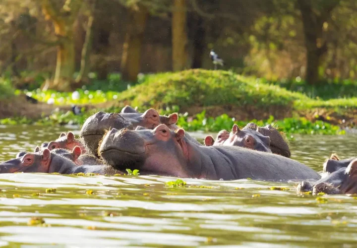 Lake-Naivasha-hippos