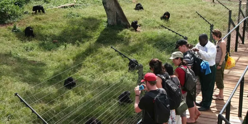 Ngamba-Island-Chimpanzee-Sanctuary-Tour