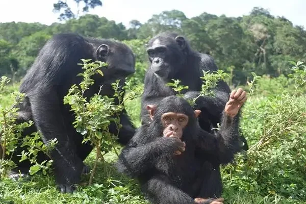 Ngamba Island Chimps