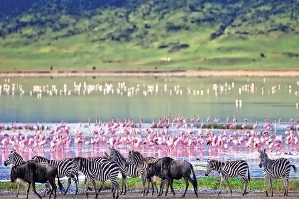 Ngorongoro-Crater-Conservation-Area-Safari