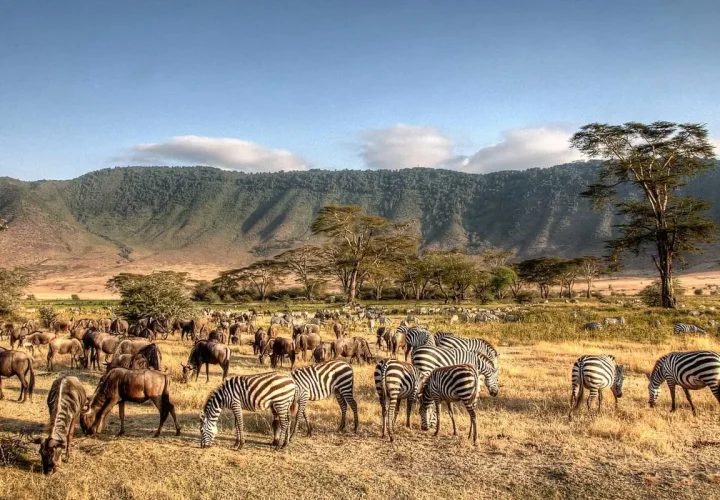 Ngorongoro Crater Safari