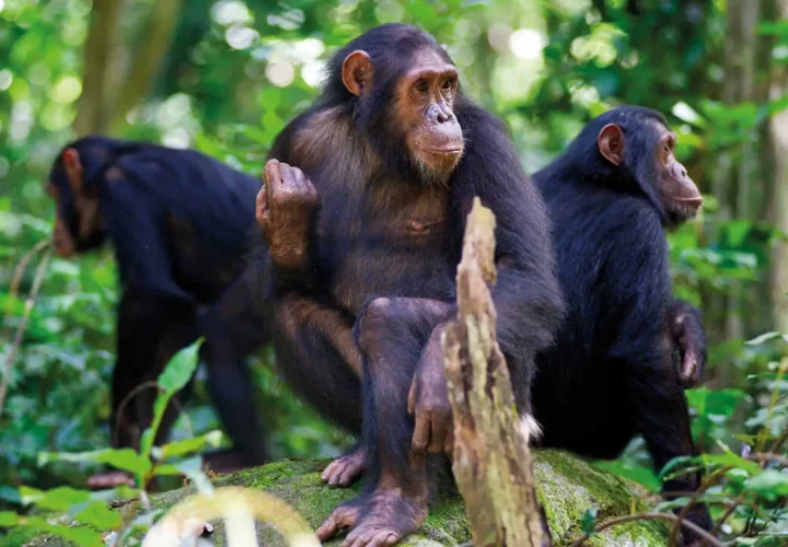 Nyungwe-Chimpanzee-Trekking-Safari-by-east-africa-bookings