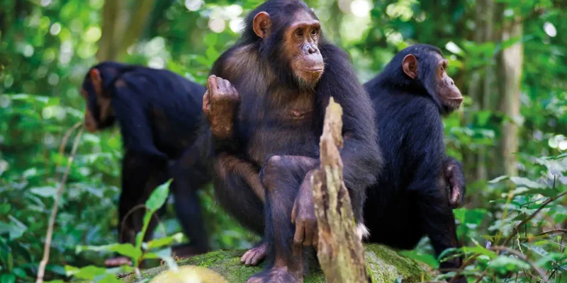 Nyungwe-Chimpanzee-Trekking-Safari-by-east-africa-bookings