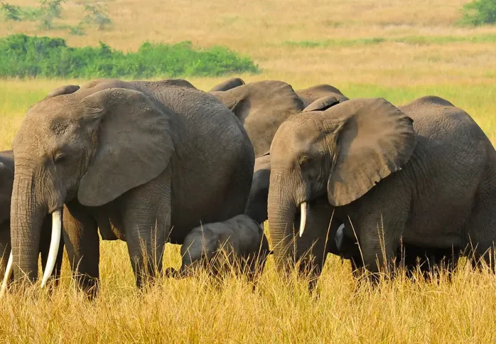 Queen-Elizabeth-National-Park