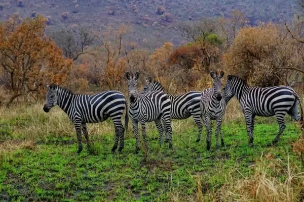 Rwanda-Safari-discover-rwanda