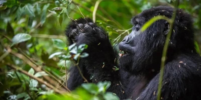 Rwanda Tourism