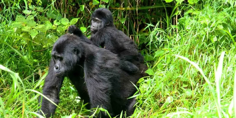 Rwanda-uganda-gorilla-trekking-tour-east-africa-bookings