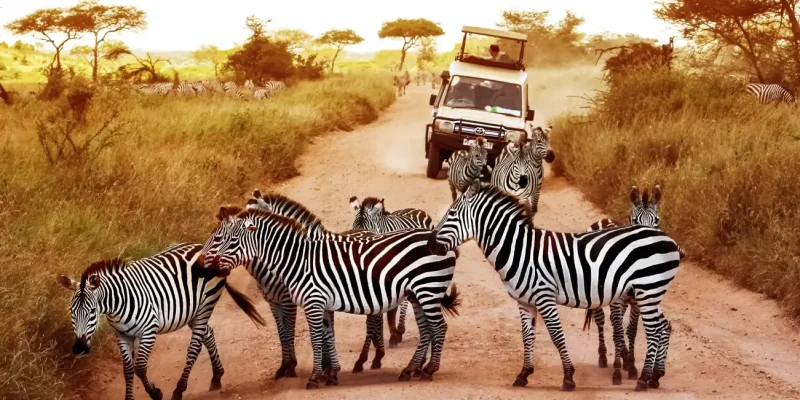 Safari in Serengeti National Park Safari in Tanzania