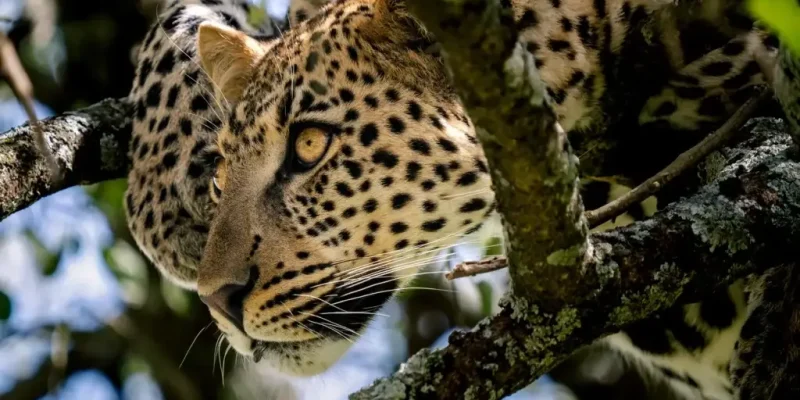 Serengeti National park tanzania safaris