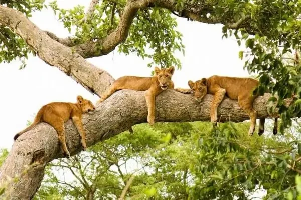 Tree climbing lions in Queen elizabeth national park