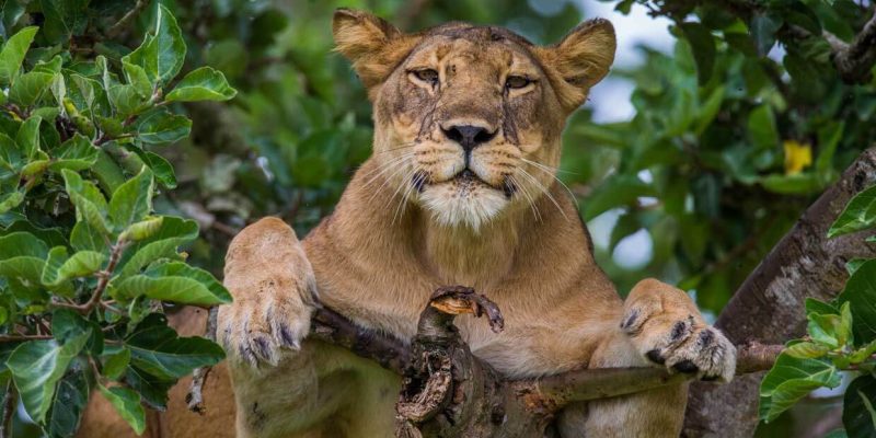 Tree-climbing-lions-in-Queen-elizabeth