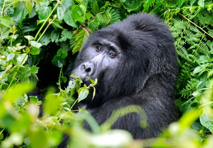 Uganda-Gorilla-Trecking