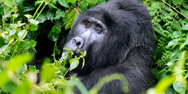 Uganda-Gorilla-Trecking