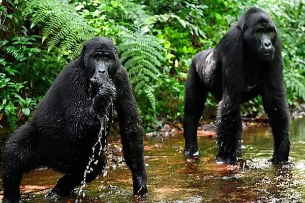 Uganda-gorilla-safaris