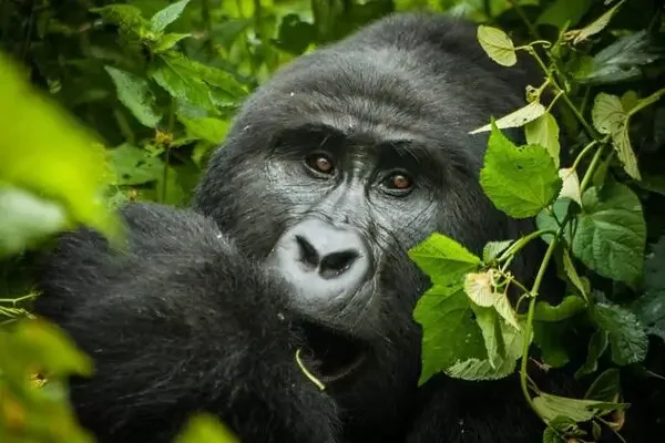 bwindi-gorilla-treking