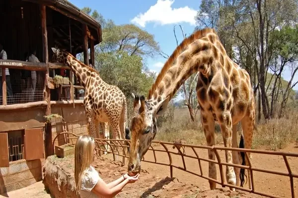 giraffe-center-nairobi-kenya