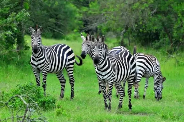 lake-Mburo-national-park-Zebras