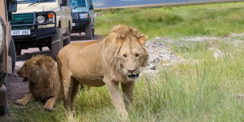 ngorongoro safaris