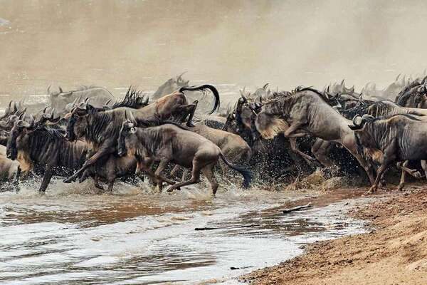witness-the-masai-mara-safari-wildebeest-migration